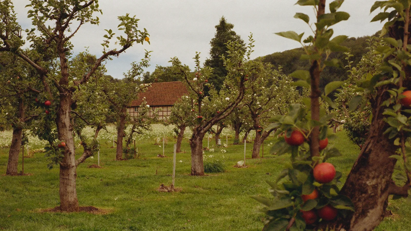 Baumpflege in Bergedorf